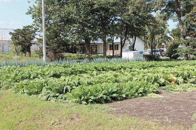 写真1:コミュニティー農園ぺこぺこのはたけで野菜を育てている様子を表す写真。