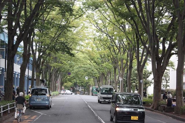 写真1：常盤平駅前から千葉県松戸市常盤平団地を南北に貫く常盤平けやき通りを表す写真。