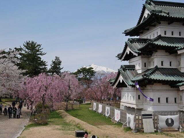 写真1：観光客でにぎわう青森県にある弘前公園の桜まつりの様子を表す写真。