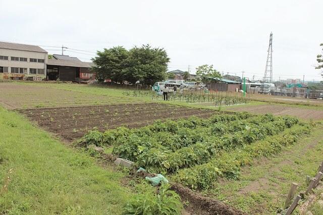 写真1:ソーシャルファームたんぽぽ自然農園にて、野菜が栽培されている様子を表す写真。
