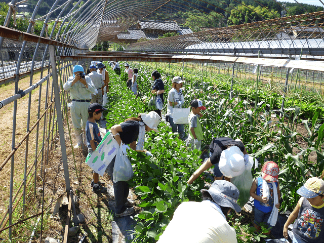 写真4：組合が行う、農業を身近に感じられる体験事業の取り組みで人気な野菜狩り体験の様子を表す写真。