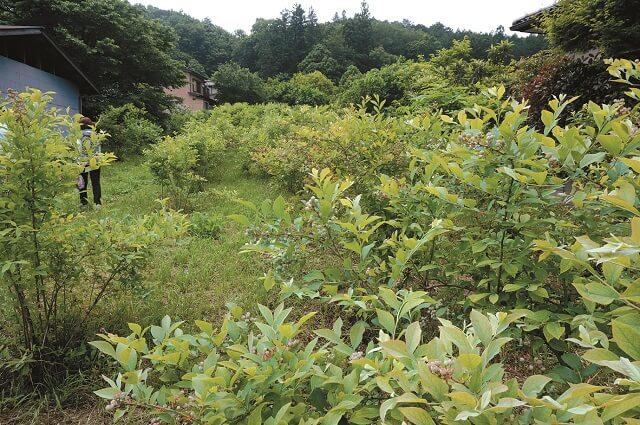 写真4:たんぽぽ自然農園のブルーベリー畑の様子を表す写真。約120本の木が植えられている。