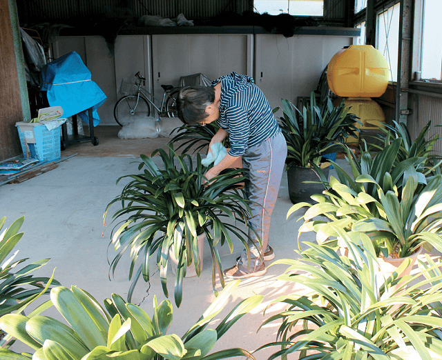 写真6：生活支援サービス「ちょいサポ」のサポーターがランの葉を拭く作業をしている様子を表す写真。