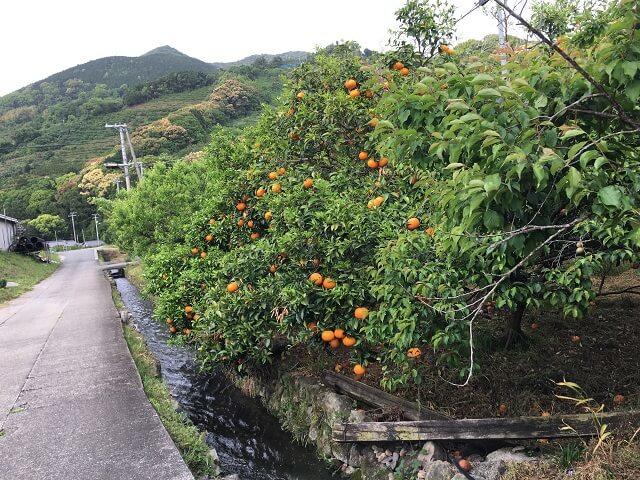 写真：和歌山県田辺市上秋津地区にあるみかんと梅の里の風景写真。