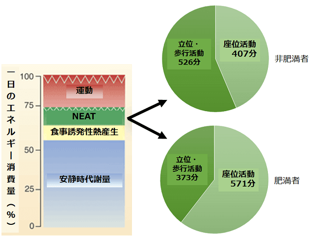 図1：１日のエネルギー消費量と肥満者と非肥満者のNEATを示す円グラフ。非肥満者の１日の座位活動は４０７分にたいし、肥満者の座位活動は５７１分となっている。