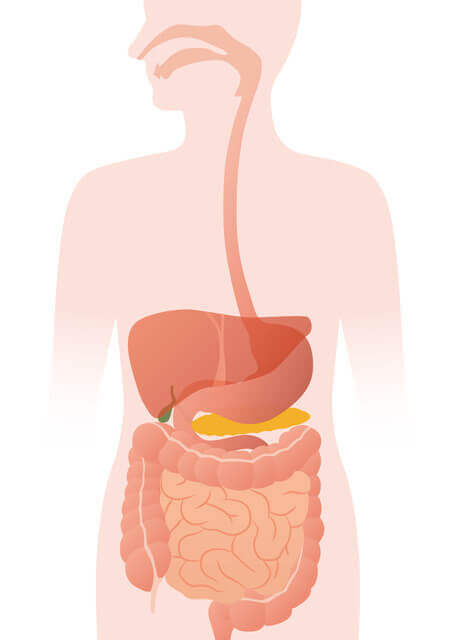 図1：消化管を示すイラスト。消化管は口から胃、腸を経て肛門まで続くことを表す。