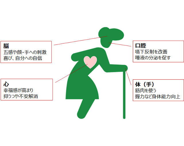 図1：化粧が体に与える影響を示す図。脳、心、体（手）、口腔機能に良い影響を与えることをあらわす