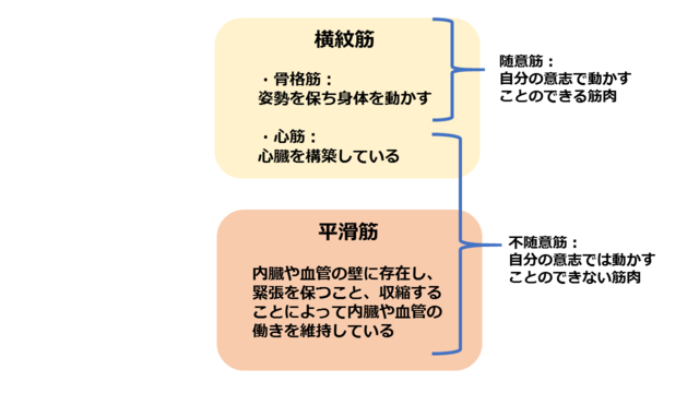 図1：筋肉の種類を示す図。随意筋と不随意筋の2種に分かれることを示す