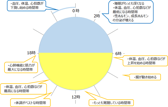 図1:生体機能の日内変動を表した図。約24時間周期で変動する生理現象を示す