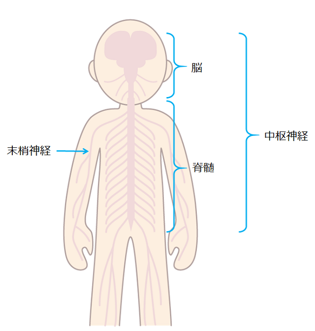 図1：人の神経系の区分をあらわす図。しんけいは末梢神経と中枢神経にわかれ、中枢神経は脳と脊髄に分類される