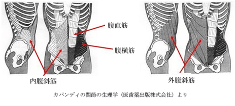 図2：腹筋群の図。腹直筋、内腹斜筋、腹横筋、外腹斜筋を示す