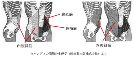 図2:腹筋群の図。腹直筋、内腹斜筋、腹横筋、外腹斜筋を示す