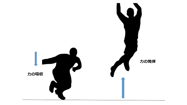 図2：ジャンプ動作における力の吸収と発揮をしめす図。ジャンプ動作は無意識に軽くしゃがみ込んで力を吸収してから力を発揮しジャンプします