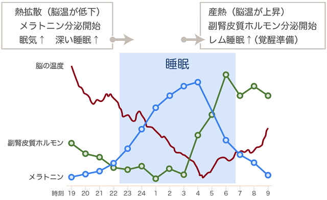 図2：日中から朝にかけての脳の温度とホルモンの分泌と睡眠の推移を示す図。脳の温度が夜になると急激に低下し、同時に睡眠を促すメラトニンが分泌され入眠を促すことをあらわす