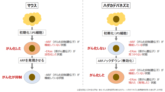 図:マウスとハダカデバネズミの細胞初期化によるがん化の違いを示す図。細胞を初期化することで、ハダカデバネズミの方のがん化耐性を持っていることを示す