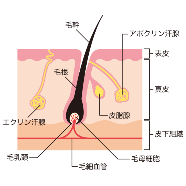 汗の構造を表すイラスト。汗がつくられる汗腺にはエクリン汗腺とアポクリン汗腺があることを示す。