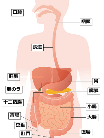 消化器の老化 健康長寿ネット