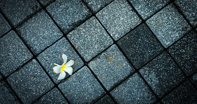 img3:道におちている花びらの写真