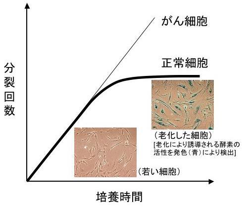 グラフ:正常細胞の分裂回数と培養時間の線グラフ