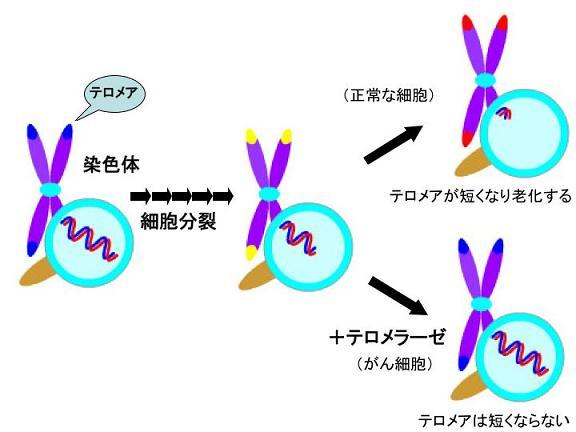  図1：テロメアの配列のしくみ