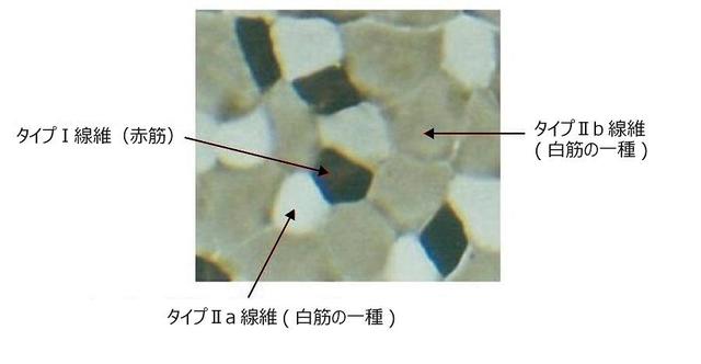 画像：筋線維の分類（骨格筋の横断面図）染色された筋繊維の色の違いから筋繊維を3種類に分類。白色はタイプ2a繊維で白筋の一種、灰色はタイプ2b繊維で白筋の一種、黒色はタイプ1繊維で赤筋