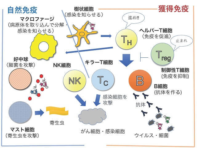 日本 人 コロナ 免疫