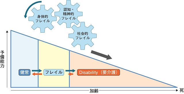 図1：加齢に伴う心身の機能低下のためにADLが低下し、要介護になる危険が高い状態であるフレイルを説明する図。