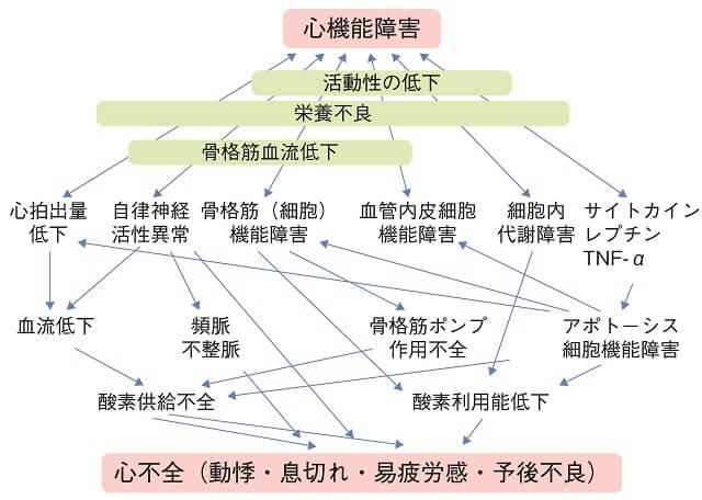 図1：図1：慢性的な心機能不全により骨格筋機能障害、血管内皮細胞機能障害、自律神経活性異常などの機能不全が生じ、その結果心不全の症状である動悸、息切れ、易疲労感などの症状が出現する機序を表した図