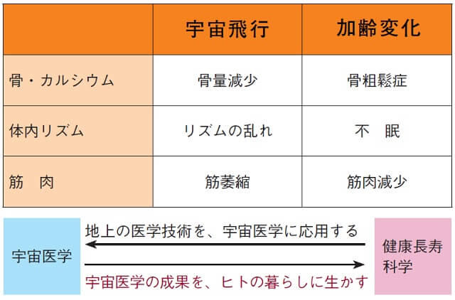 表2：宇宙飛行と加齢変化の共通点を示す表。宇宙飛行と加齢変化では骨量減少、体内リズムの乱れ、筋萎縮で共通していることを示す。