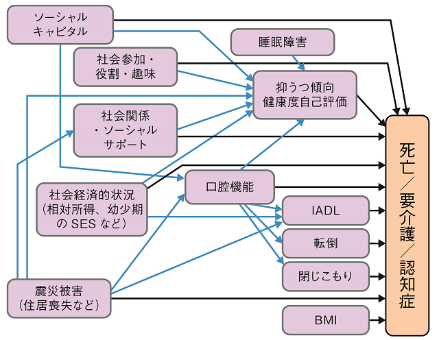 図2：JAGES縦断分析により検証された健康の社会的要因を表す図。地域の特性と高齢者の健康長寿が関与しており、健康格差が生じていることを示す。