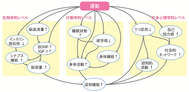 図2:生物学的、行動学的、社会心理学的レベルの各階層において運動が脳機能に影響することをしめす図