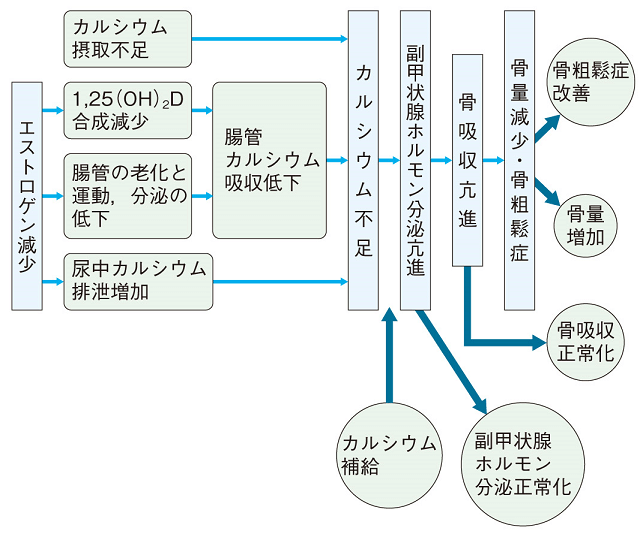 図2：カルシウムの不足がかえって軟部組織や細胞内部でのカルシウム過剰を引き起こすとされるカルシウムパラドックスの概念を表す図。カルシウムパラドックスの解消が老年病に有効である可能性と十分なカルシウムの摂取の必要性を示す。