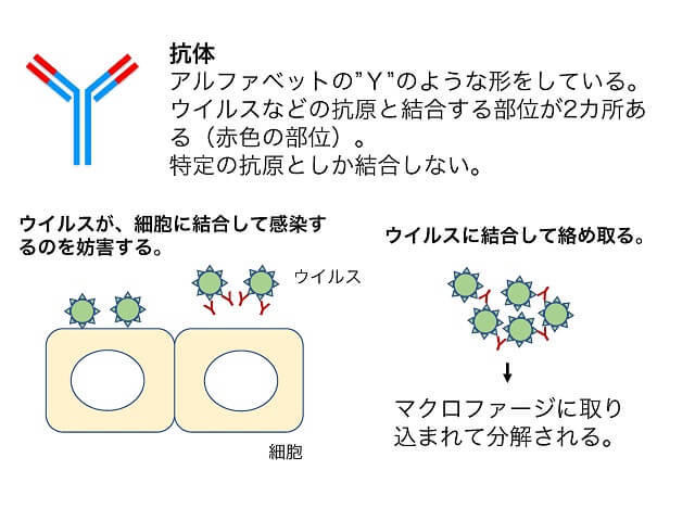 図2:B細胞が作り出す抗体の仕組みと働きを表すイラスト