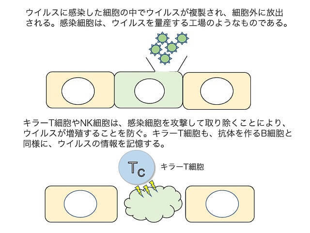 免疫とは何か 健康長寿ネット