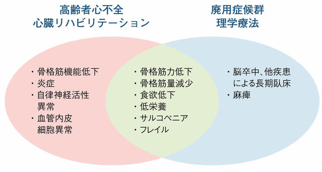 図2：高齢者心不全に対する心臓リハビリテーションと廃用症候群に対する理学療法の違いを示した図。骨格筋力低下、骨格筋量減少、食欲減少、低栄養、サルコペニア、フレイルは両者に共通しているが、骨格筋機能低下、炎症、自律神経活性異常、血管内皮細胞異常は心臓リハビリテーションでのみ生じることを示した図